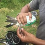 pigeon-kathua-627x470
