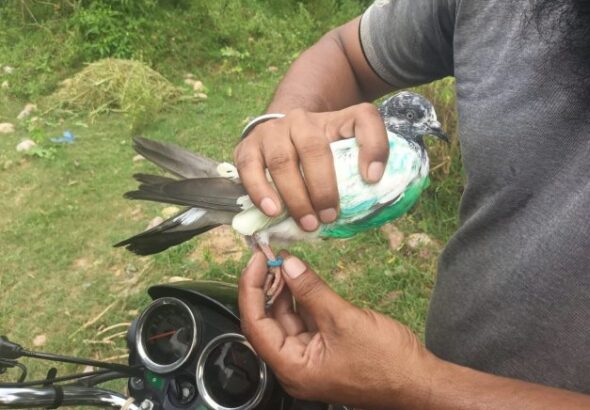 pigeon-kathua-627x470