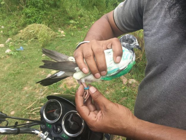 pigeon-kathua-627x470